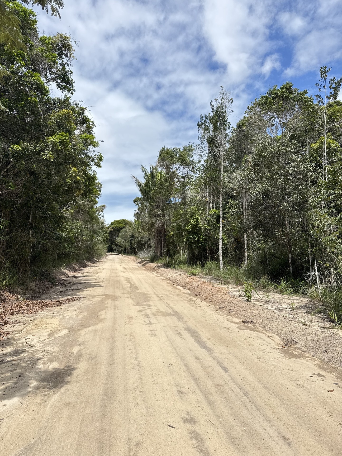 Estrada entre a vegetação