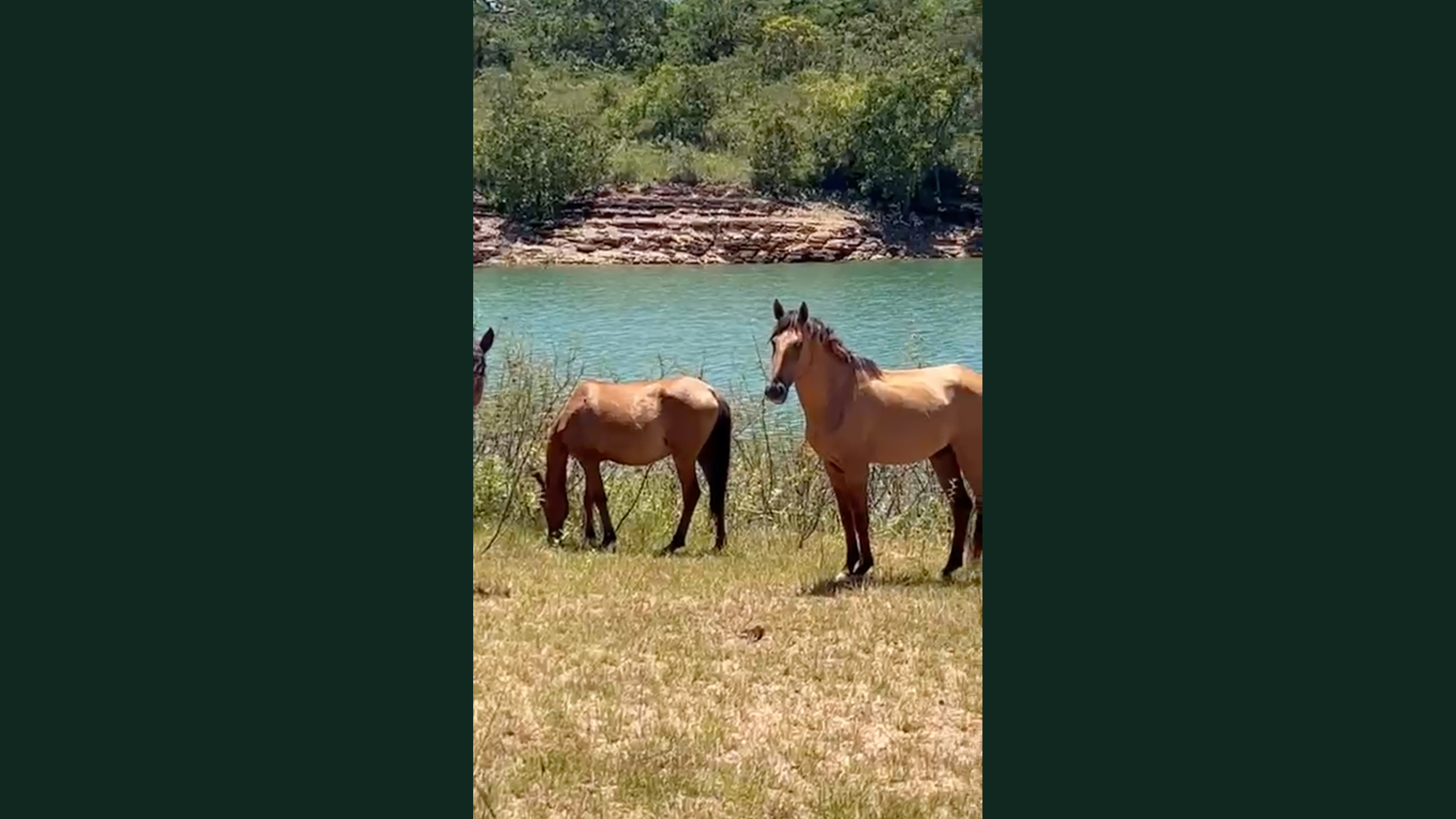 Cavalos à beira da represa
